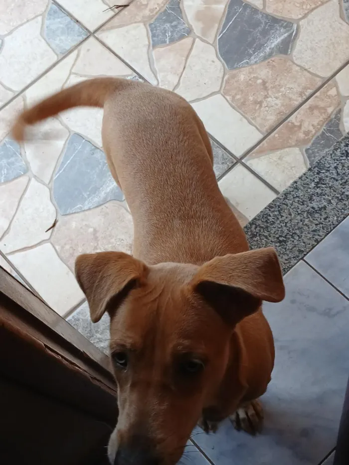 Cachorro raça SRD-ViraLata idade 2 a 6 meses nome Mel
