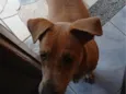 Mel