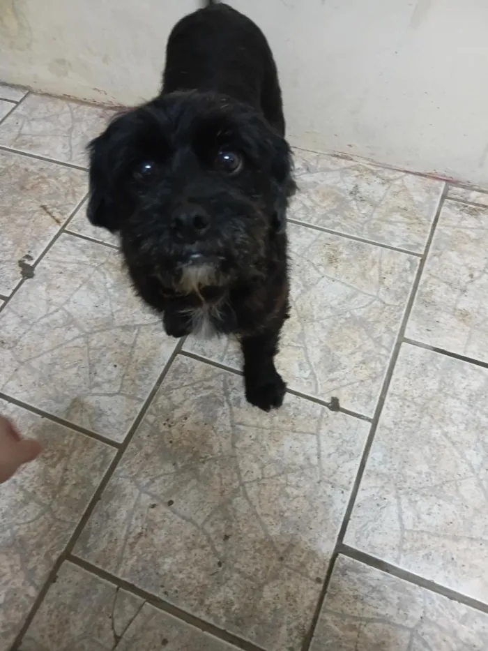Cachorro raça SRD-ViraLata idade 2 anos nome Marley