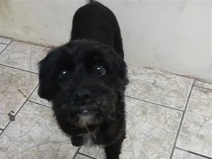 Cachorro raça SRD-ViraLata idade 2 anos nome Marley