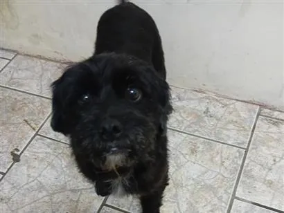 Cachorro raça SRD-ViraLata idade 2 anos nome Marley