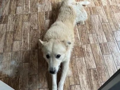 Cachorro raça SRD-ViraLata idade 5 anos nome Tholfe