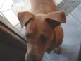 Mel
