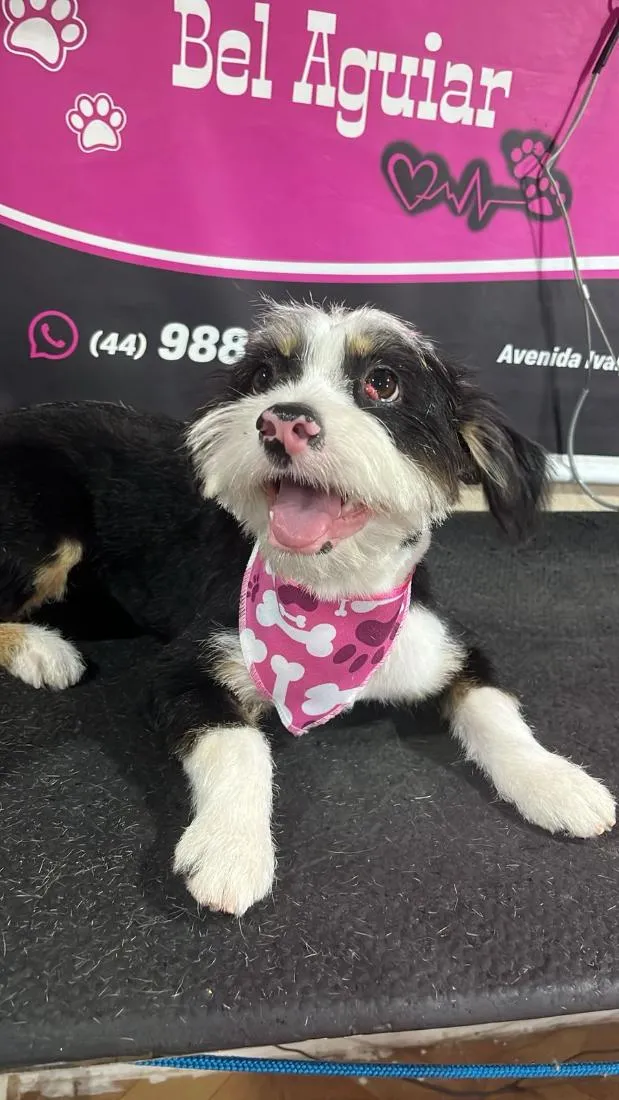 Cachorro raça SRD-ViraLata idade 7 a 11 meses nome NINA
