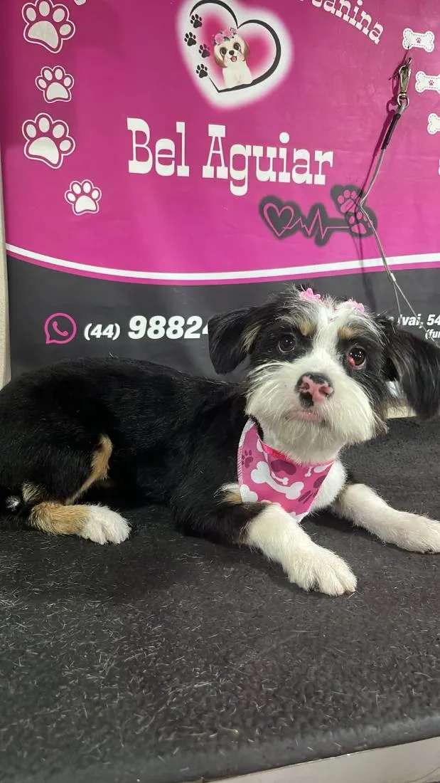 Cachorro raça SRD-ViraLata idade 7 a 11 meses nome NINA