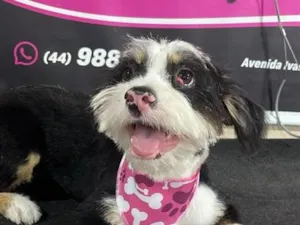 Cachorro raça SRD-ViraLata idade 7 a 11 meses nome NINA
