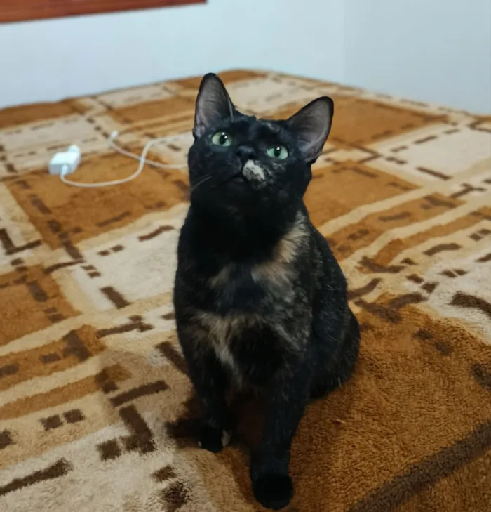 Gato raça SRD-ViraLata idade 3 anos nome Pandora 