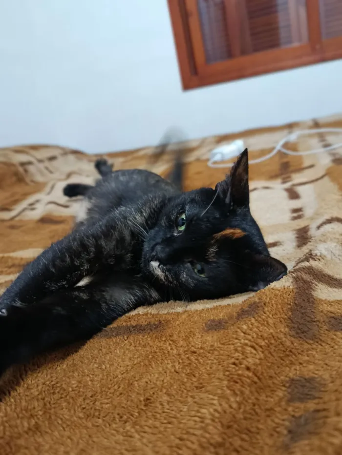 Gato raça SRD-ViraLata idade 3 anos nome Pandora 