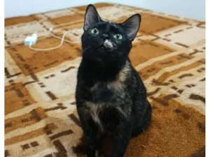 Gato raça SRD-ViraLata idade 3 anos nome Pandora 