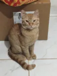 Simba