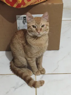 Gato raça SRD-ViraLata idade 1 ano nome Simba