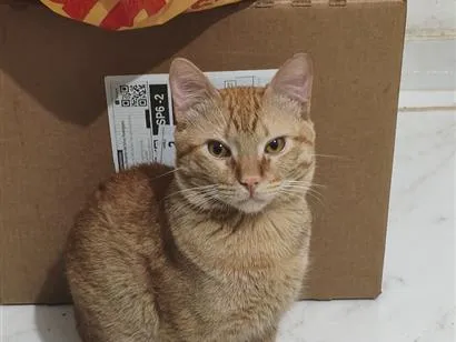 Gato raça SRD-ViraLata idade 1 ano nome Simba