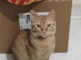 Simba