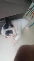 Pipo