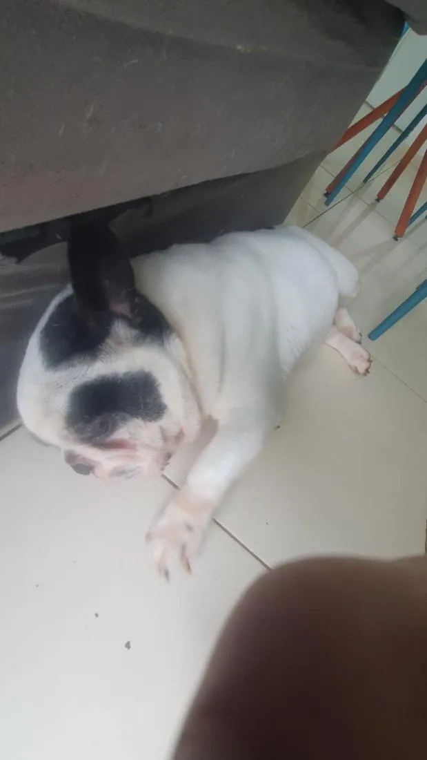 Cachorro raça SRD-ViraLata idade 6 ou mais anos nome Pipo