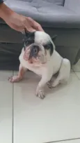 Pipo