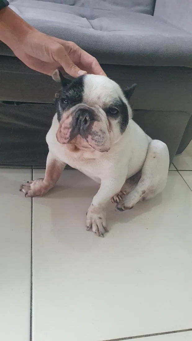 Cachorro raça SRD-ViraLata idade 6 ou mais anos nome Pipo