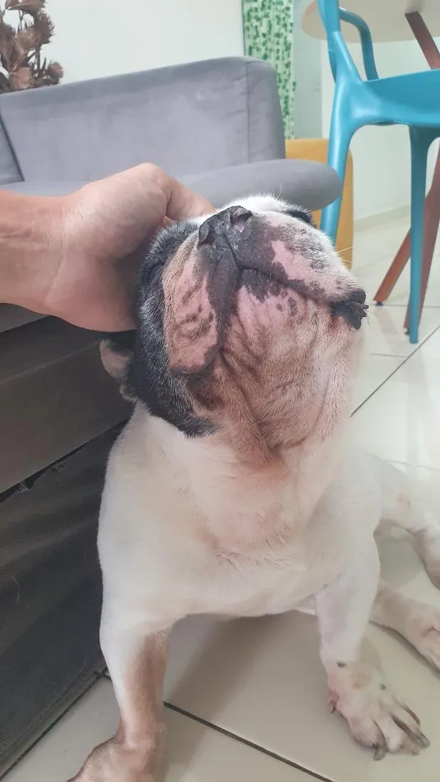 Cachorro raça SRD-ViraLata idade 6 ou mais anos nome Pipo