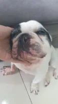 Pipo