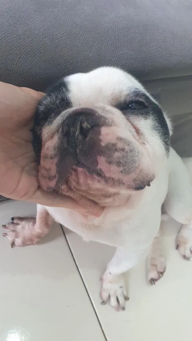 Cachorro raça SRD-ViraLata idade 6 ou mais anos nome Pipo