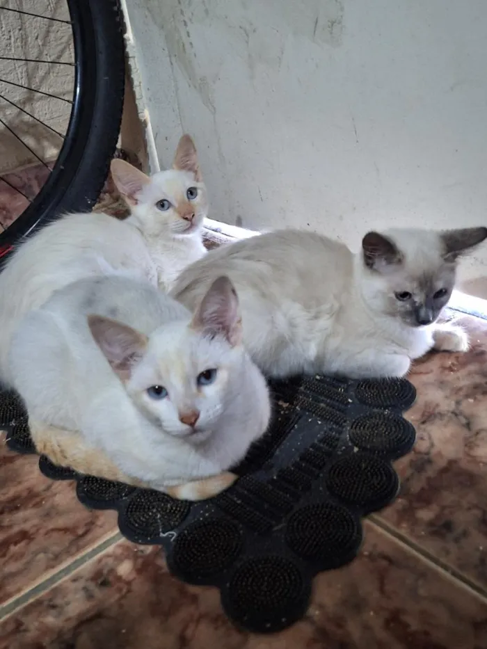 Gato raça SRD-ViraLata idade 2 a 6 meses nome Luna