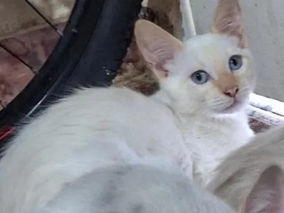 Gato raça SRD-ViraLata idade 2 a 6 meses nome Luna