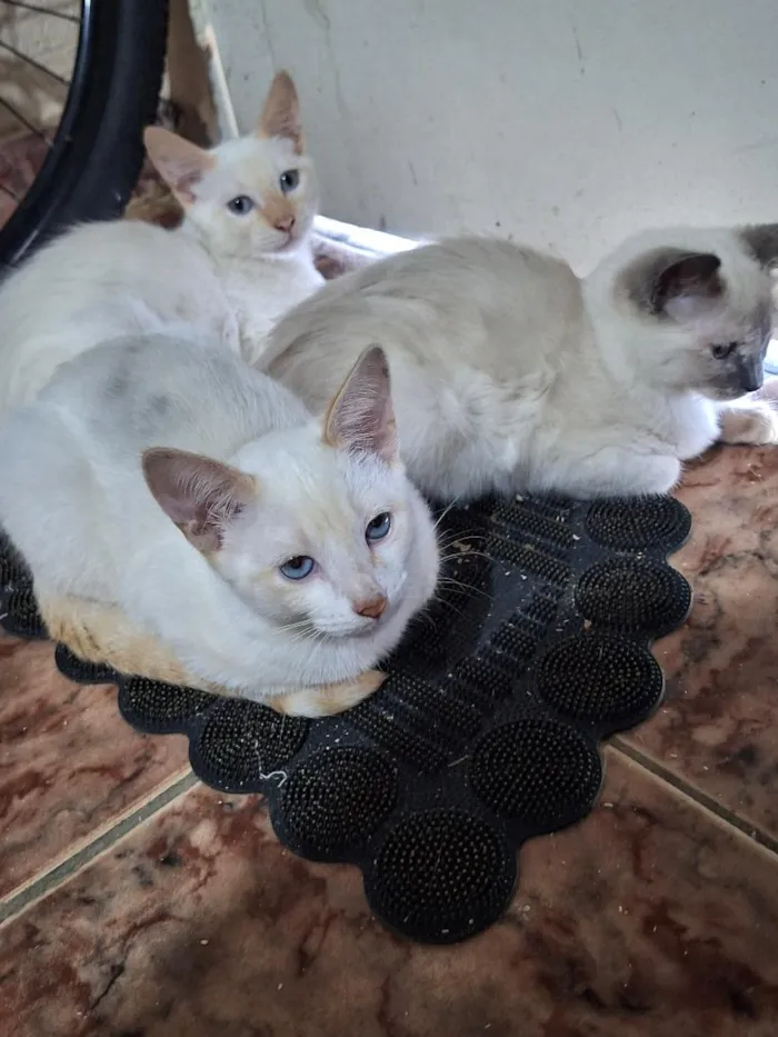 Gato raça SRD-ViraLata idade 2 a 6 meses nome Anthony