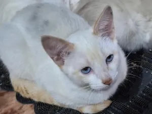 Gato raça SRD-ViraLata idade 2 a 6 meses nome Anthony