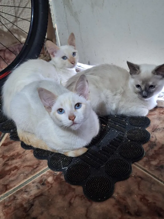 Gato raça SRD-ViraLata idade 2 a 6 meses nome Elisabeth