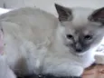 Elisabeth