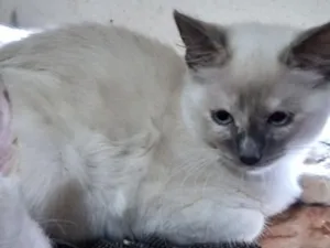 Gato raça SRD-ViraLata idade 2 a 6 meses nome Elisabeth