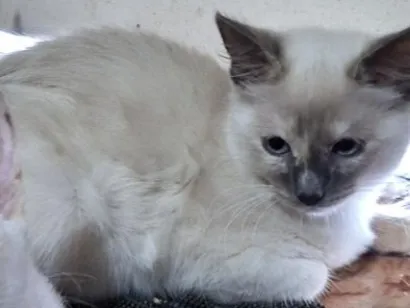 Gato raça SRD-ViraLata idade 2 a 6 meses nome Elisabeth