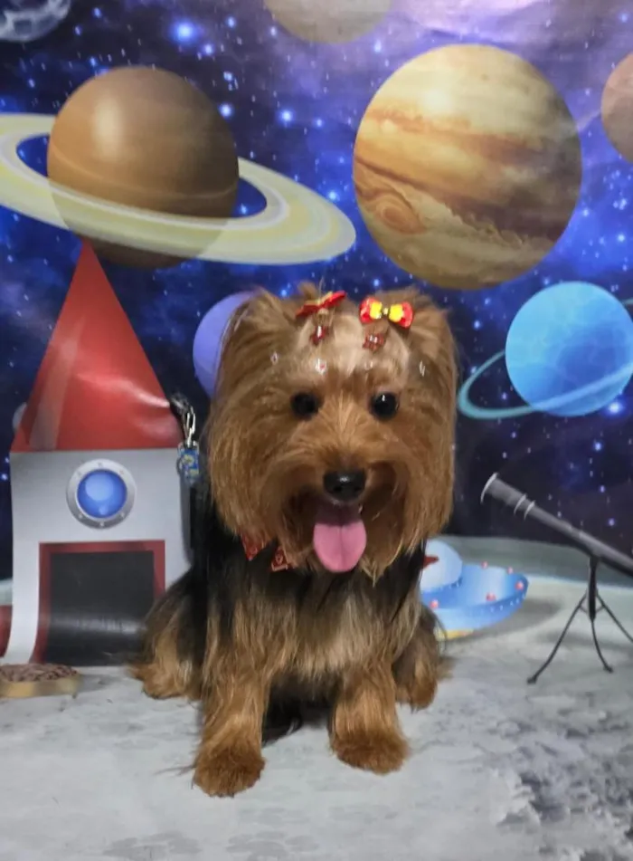 Cachorro raça SRD-ViraLata idade 1 ano nome Lili