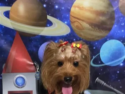 Cachorro raça SRD-ViraLata idade 1 ano nome Lili