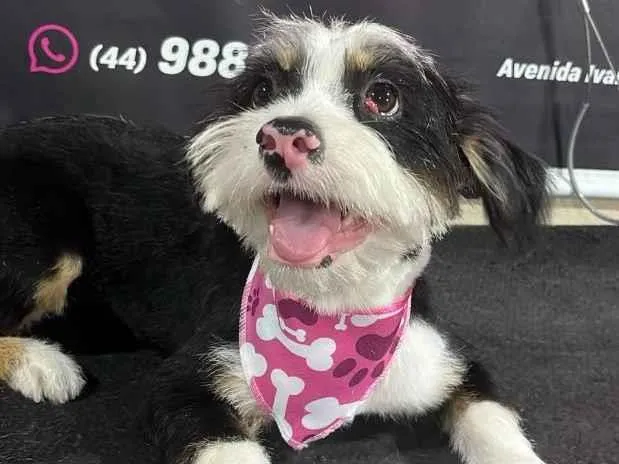 Cachorro raça SRD-ViraLata idade 7 a 11 meses nome NINA