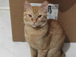 Gato raça SRD-ViraLata idade 1 ano nome Simba