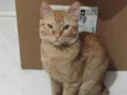 Simba