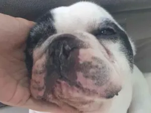 Cachorro raça SRD-ViraLata idade 6 ou mais anos nome Pipo