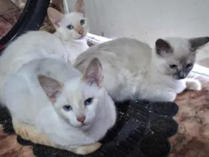 Gato raça SRD-ViraLata idade 2 a 6 meses nome Luna