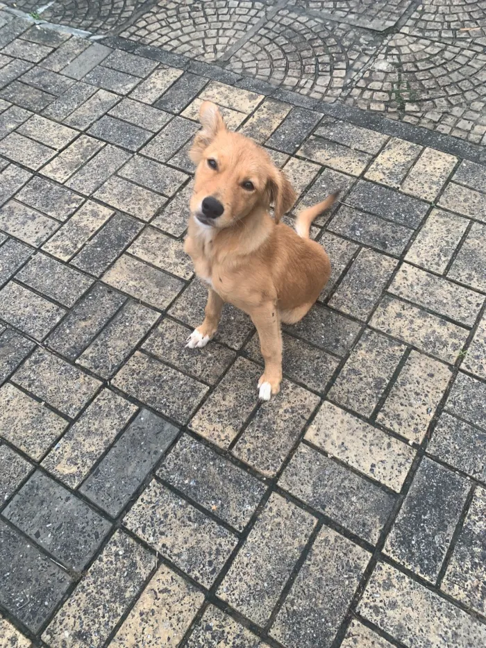 Cachorro raça SRD-ViraLata idade 2 a 6 meses nome Kilo