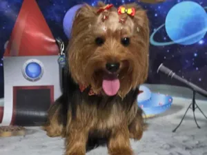 Cachorro raça SRD-ViraLata idade 1 ano nome Lili