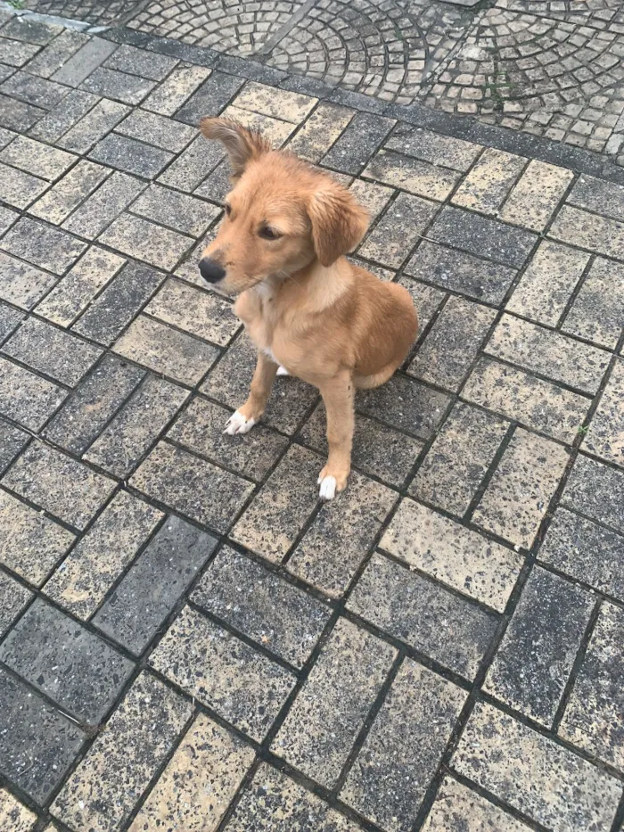 Cachorro raça SRD-ViraLata idade 2 a 6 meses nome Kilo