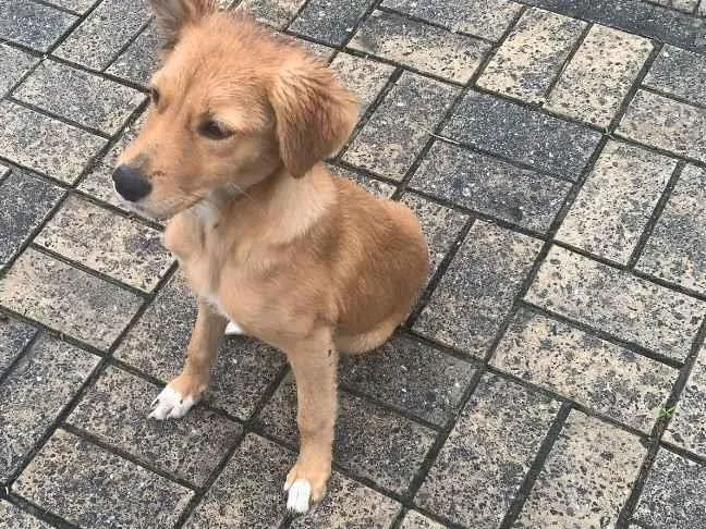 Cachorro raça SRD-ViraLata idade 2 a 6 meses nome Kilo