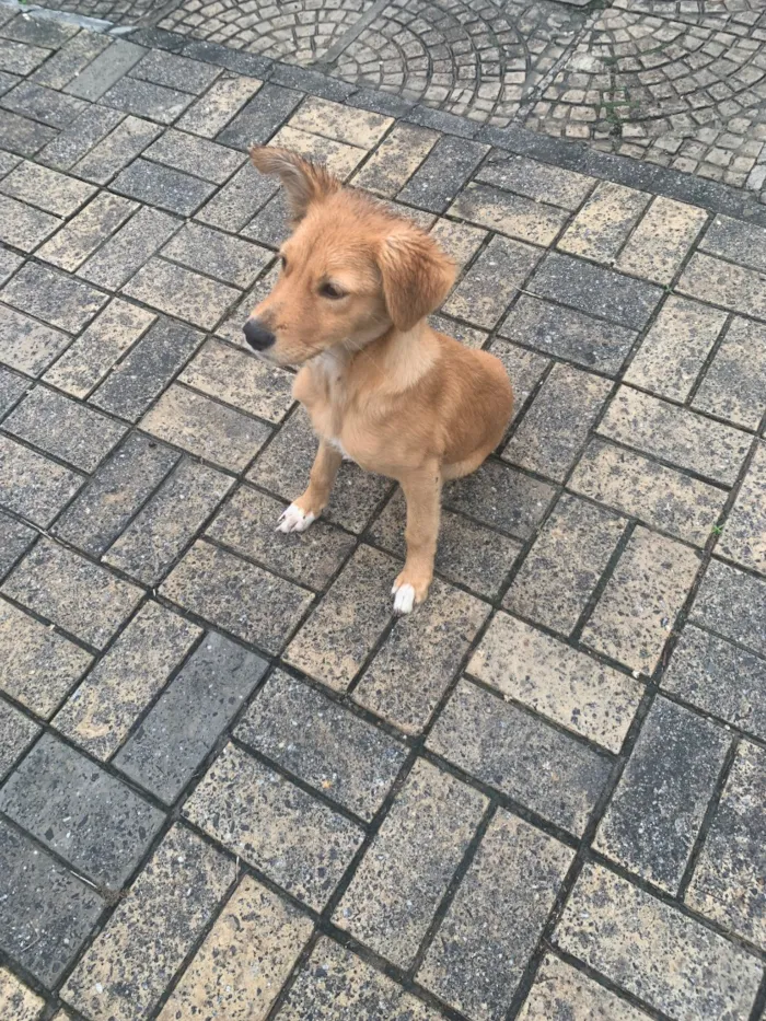 Cachorro raça SRD-ViraLata idade 2 a 6 meses nome Kilo