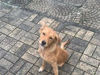 Cachorro raça SRD-ViraLata idade 2 a 6 meses nome Kilo