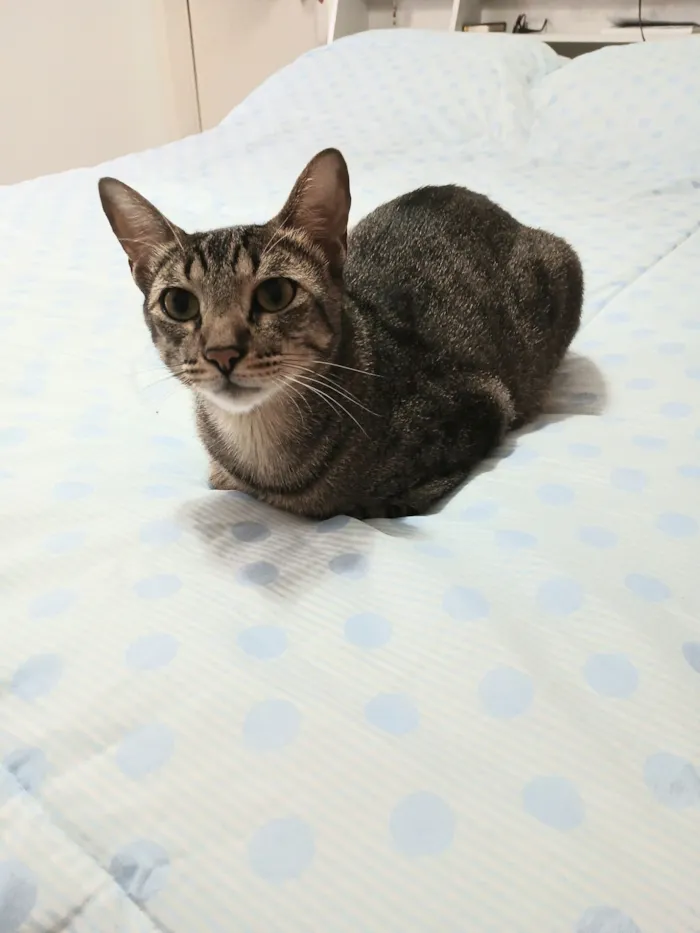 Gato raça SRD-ViraLata idade 2 anos nome Theo 