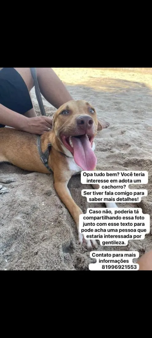 Cachorro raça SRD-ViraLata idade 1 ano nome rentaro