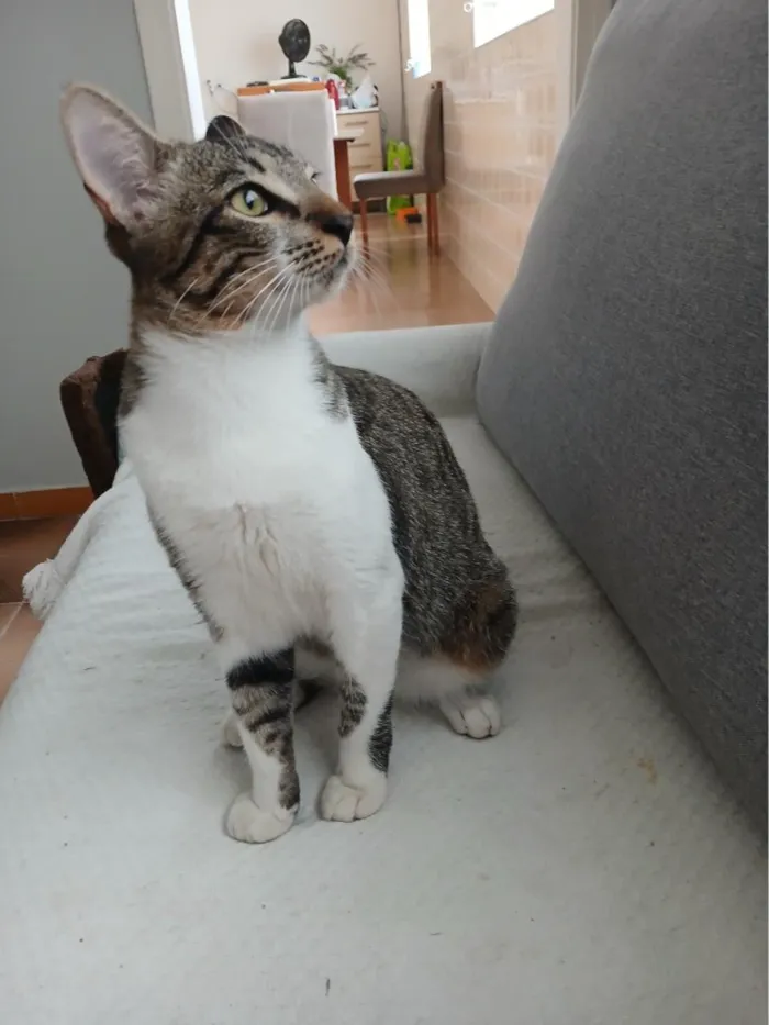 Gato raça SRD-ViraLata idade 7 a 11 meses nome Cadu
