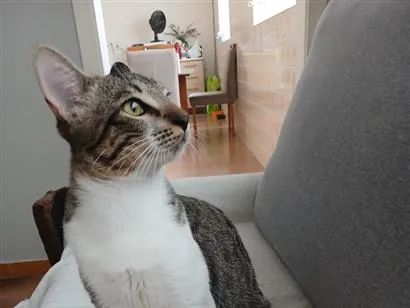 Gato raça SRD-ViraLata idade 7 a 11 meses nome Cadu