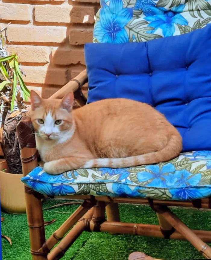 Gato raça SRD-ViraLata idade 4 anos nome Miguel